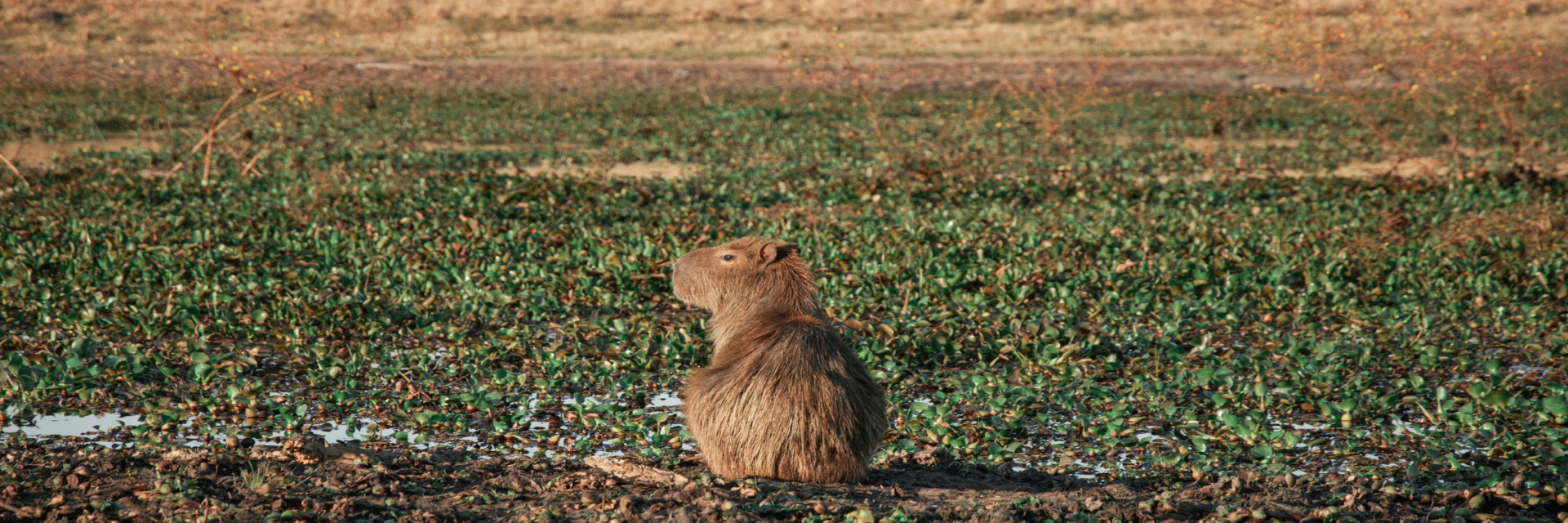 Capybara