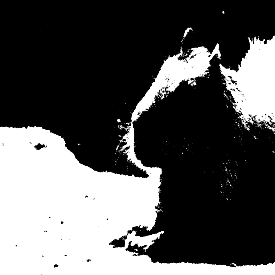 Capybara laying down