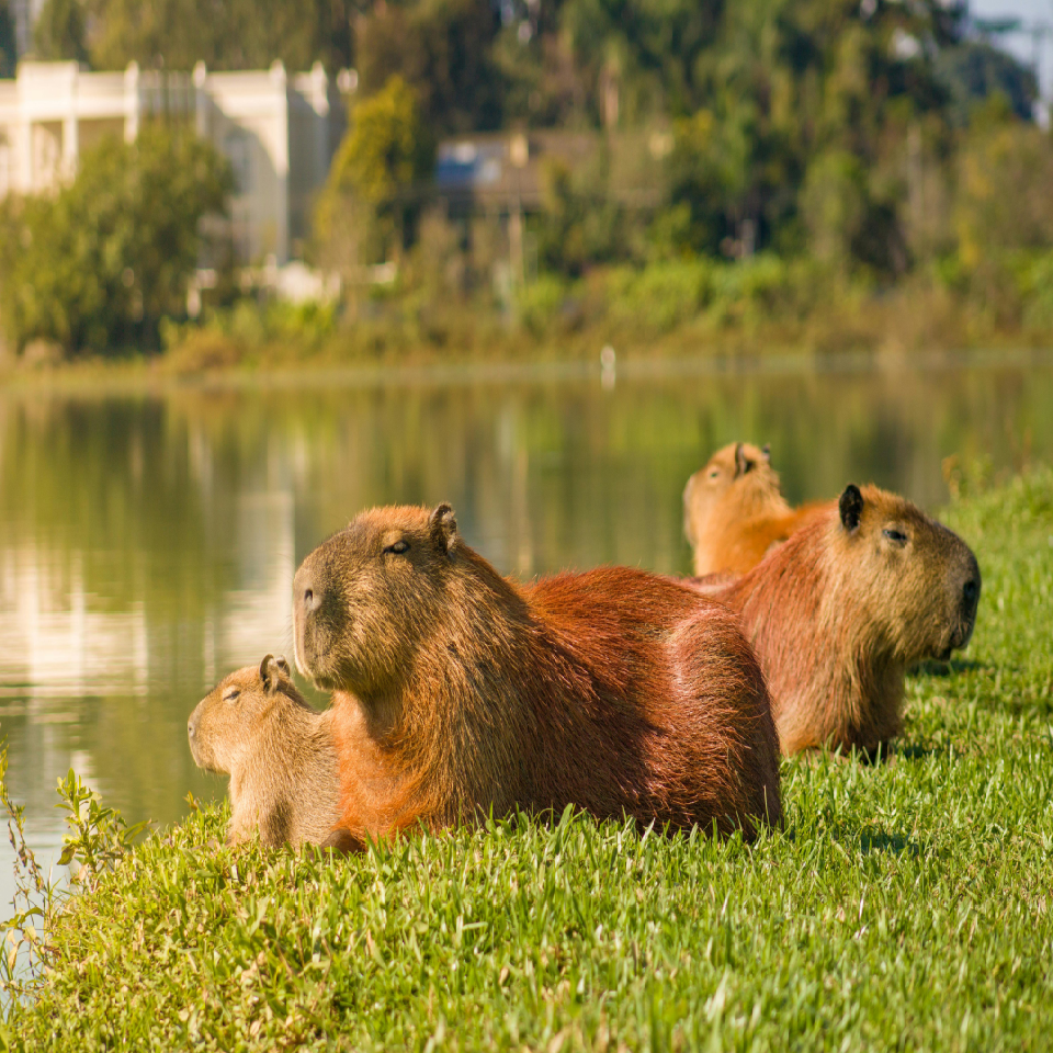 Capybara next to a pond