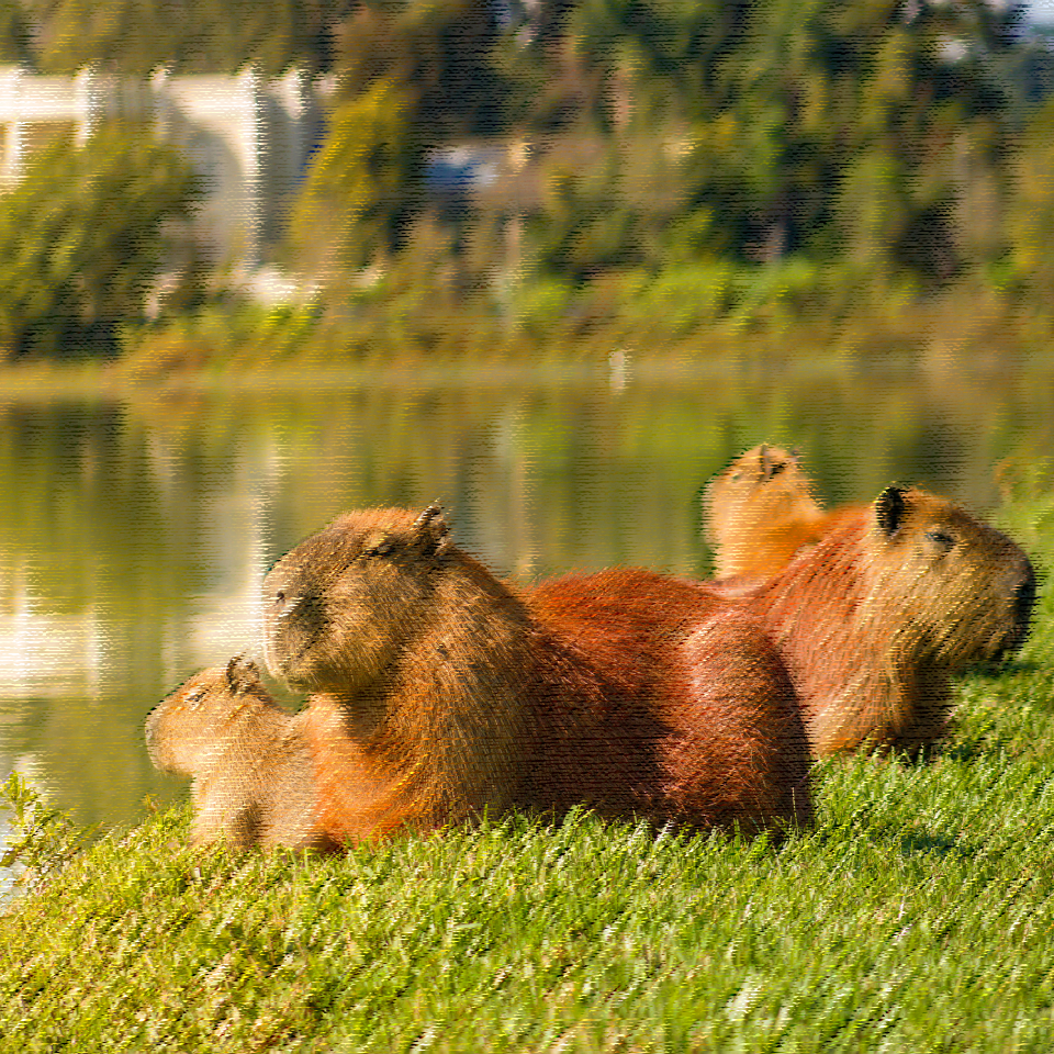 Capybara next to a pond