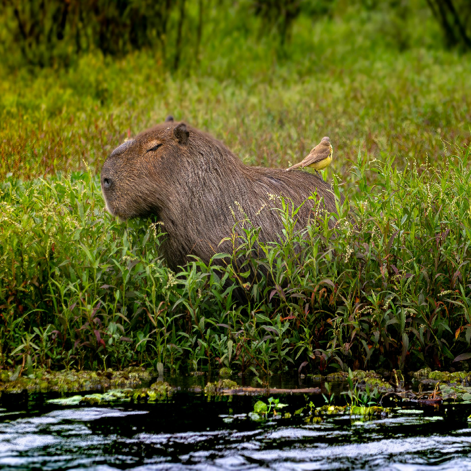 Capybara in wetlands